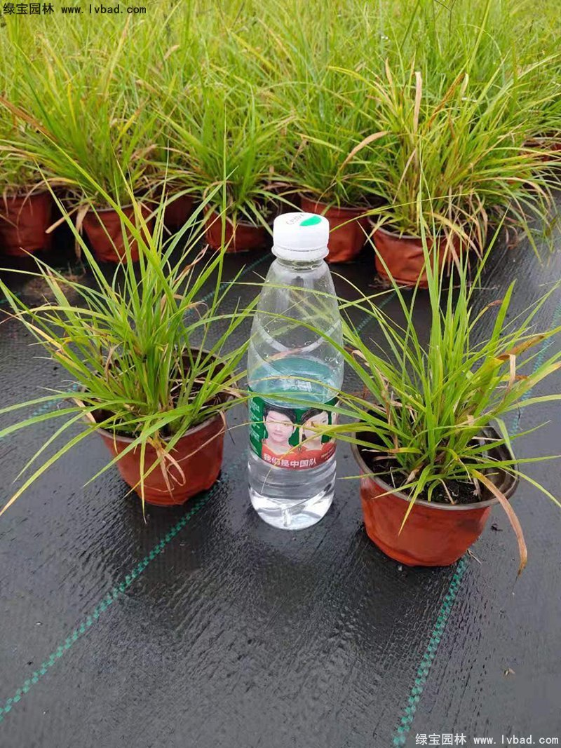 耐熱型花鏡草本植物金紅羽<a href='http://www.njszjj.com/mucaozhongzi/1687.html' target='_blank'>狼尾草</a>