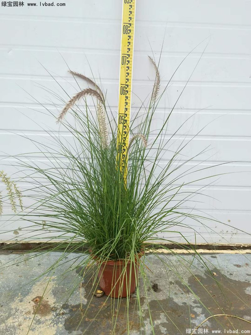 耐熱型花鏡草本植物金紅羽<a href='http://www.njszjj.com/mucaozhongzi/1687.html' target='_blank'>狼尾草</a>