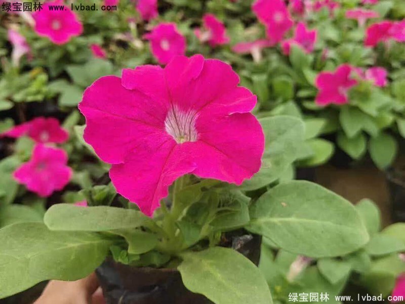 玫紅色日本<a href='http://www.njszjj.com/caohuazhongzi/1017.html' target='_blank'>矮牽牛</a>盆栽