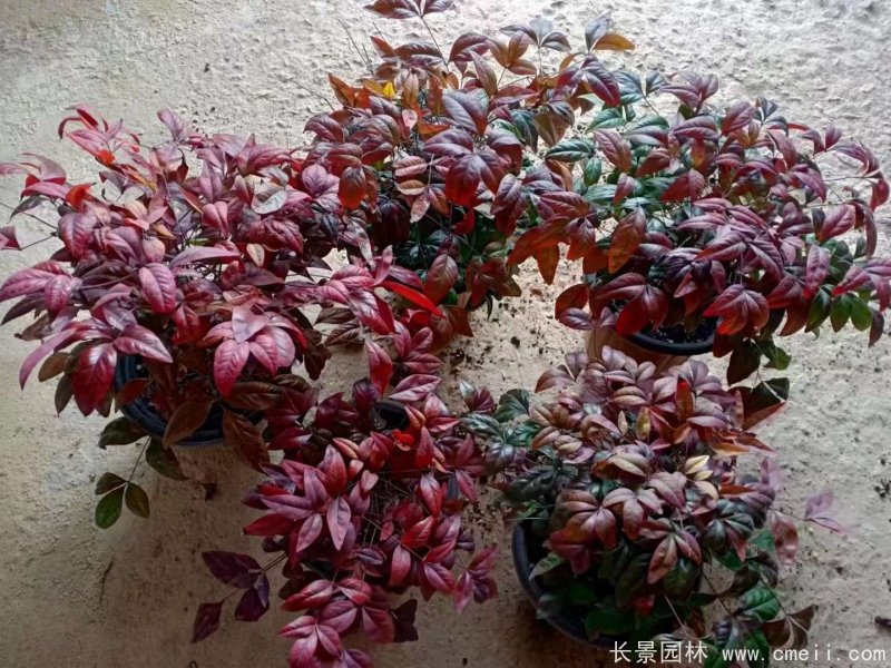 火焰<a href='http://www.njszjj.com/linmuzhongzi/1772.html' target='_blank'>南天竹</a>