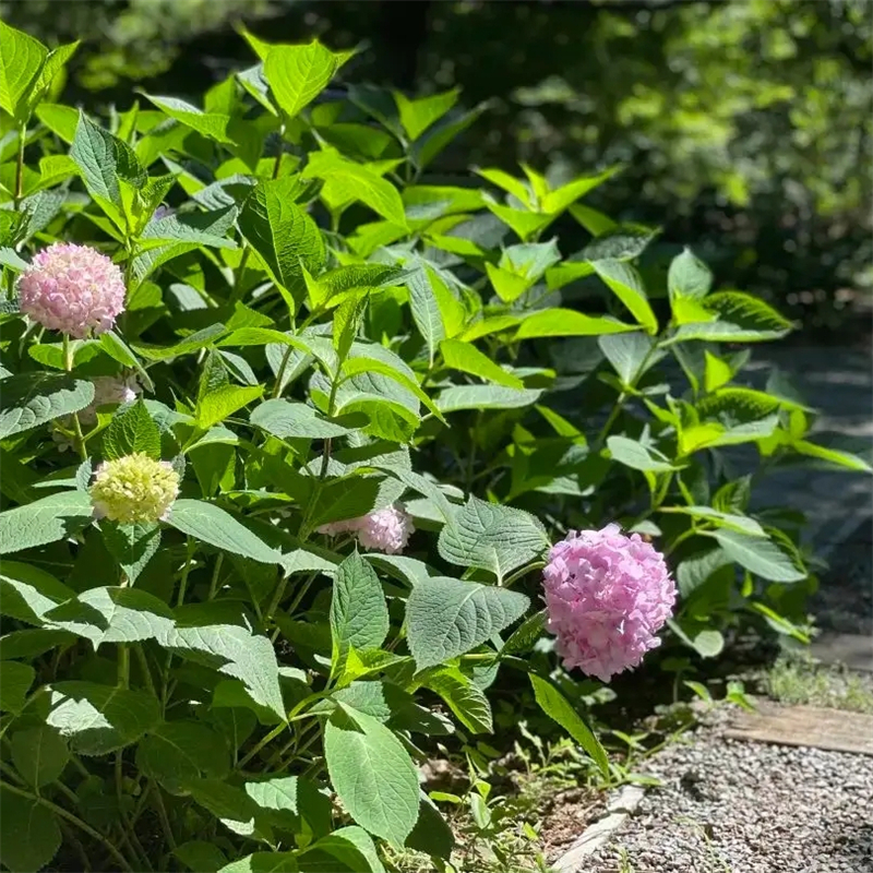 <a href='http://www.njszjj.com/dibeiguanmu/3511.html' target='_blank'>八仙花</a>