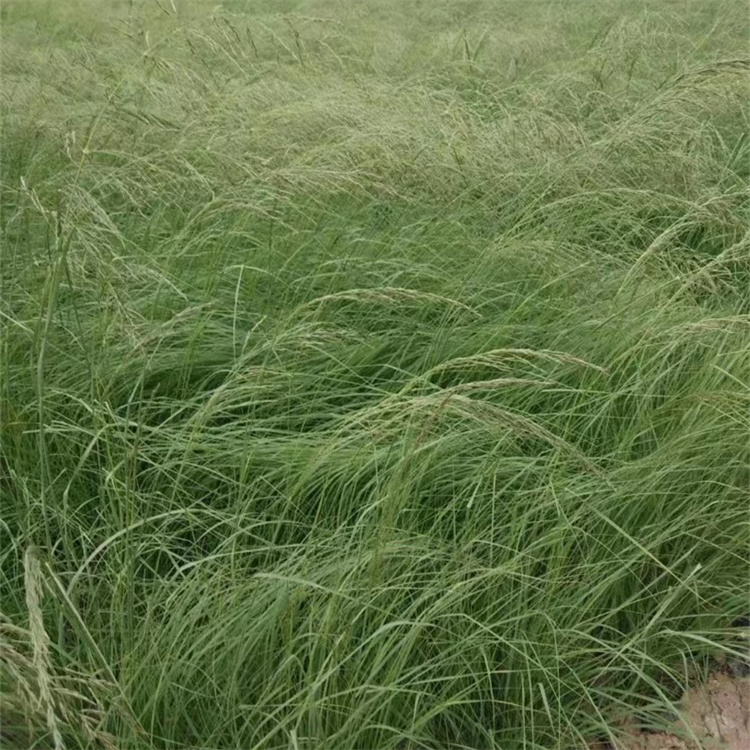 畫(huà)眉草