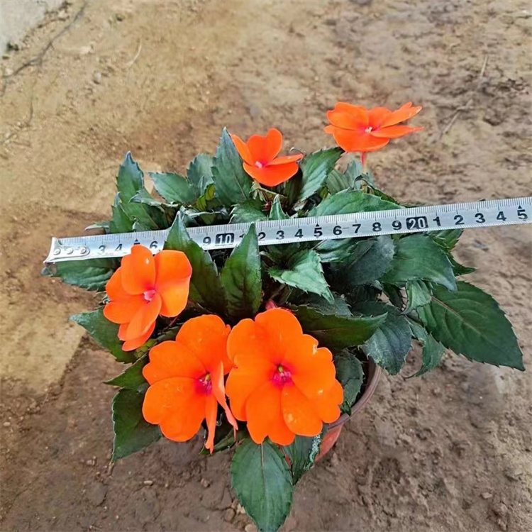 橙色<a href='http://www.njszjj.com/caohuazhongzi/1051.html' target='_blank'>鳳仙花</a>容器苗盆栽苗