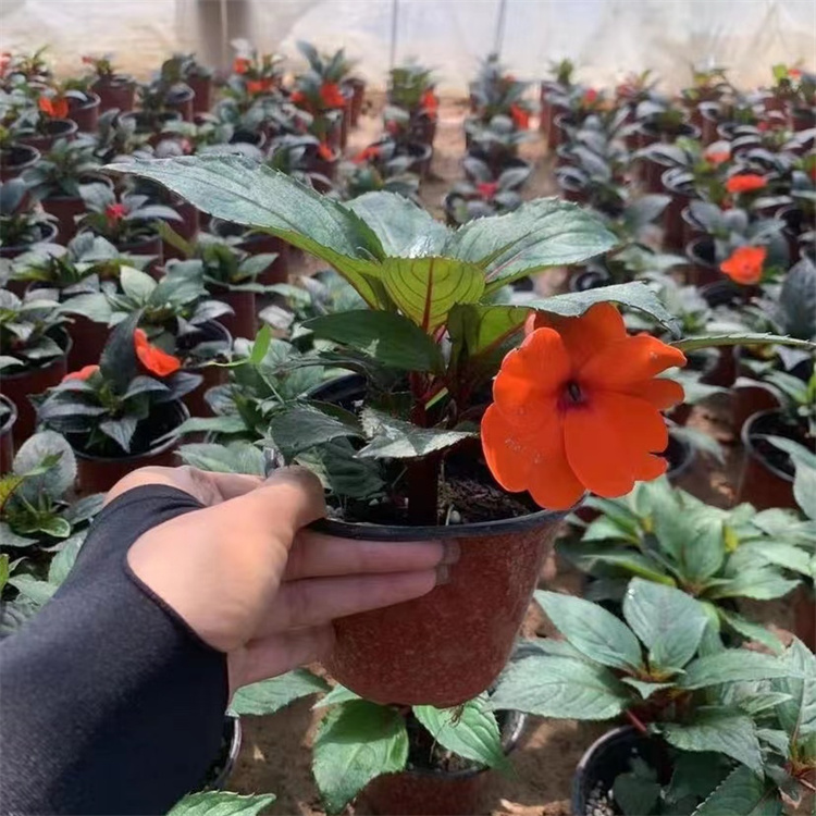 橙色<a href='http://www.njszjj.com/caohuazhongzi/1051.html' target='_blank'>鳳仙花</a>容器苗盆栽苗