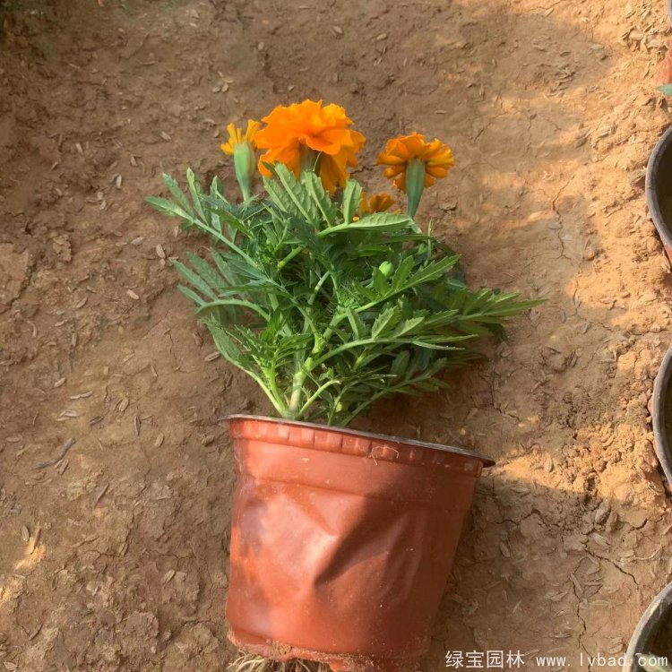橙色<a href='http://www.njszjj.com/caohuazhongzi/1575.html' target='_blank'>孔雀草</a>容器苗