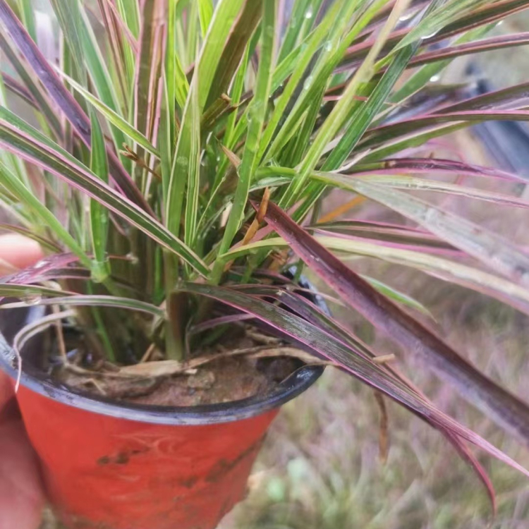 <a href='http://www.njszjj.com/huajingzhiwu/34572.html' target='_blank'>火焰狼尾草</a>容器苗