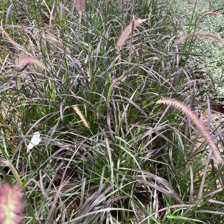 <a href='http://www.njszjj.com/huajingzhiwu/34572.html' target='_blank'>火焰狼尾草</a>容器苗