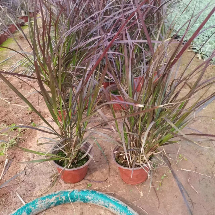 紫葉<a href='http://www.njszjj.com/mucaozhongzi/1687.html' target='_blank'>狼尾草</a>容器苗