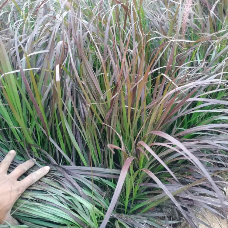 紫葉<a href='http://www.njszjj.com/mucaozhongzi/1687.html' target='_blank'>狼尾草</a>容器苗