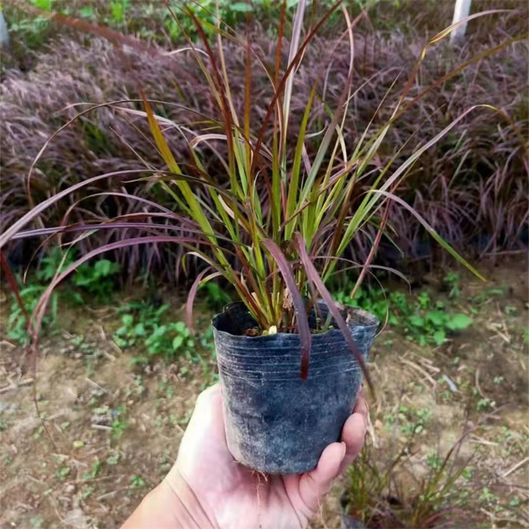 紫葉<a href='http://www.njszjj.com/mucaozhongzi/1687.html' target='_blank'>狼尾草</a>容器苗