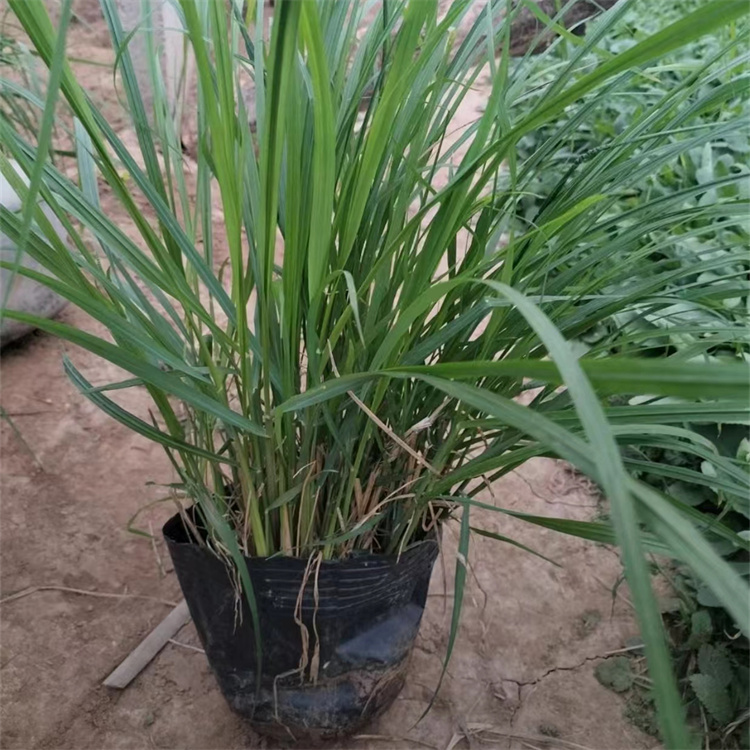 <a href='http://www.njszjj.com/huajingzhiwu/32997.html' target='_blank'>羽絨狼尾草</a>容器苗