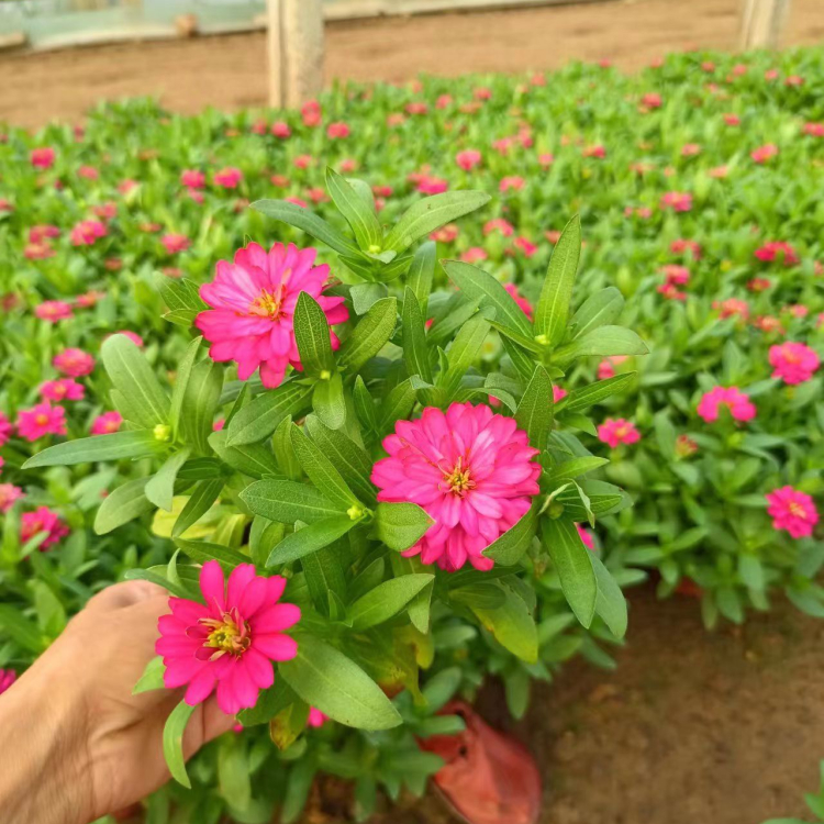 <a href='http://www.njszjj.com/caohuazhongzi/1020.html' target='_blank'>百日草</a>