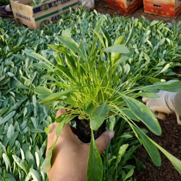 <a href='http://www.njszjj.com/caohuazhongzi/1568.html' target='_blank'>金雞菊</a>