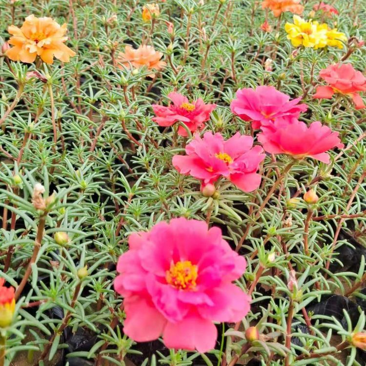 <a href='http://www.njszjj.com/caohuazhongzi/16045.html' target='_blank'>太陽花</a>