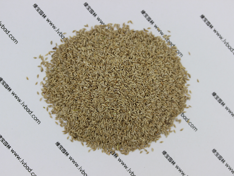 狗牙根<a href='http://www.njszjj.com/' target='_blank'>種子</a>圖片