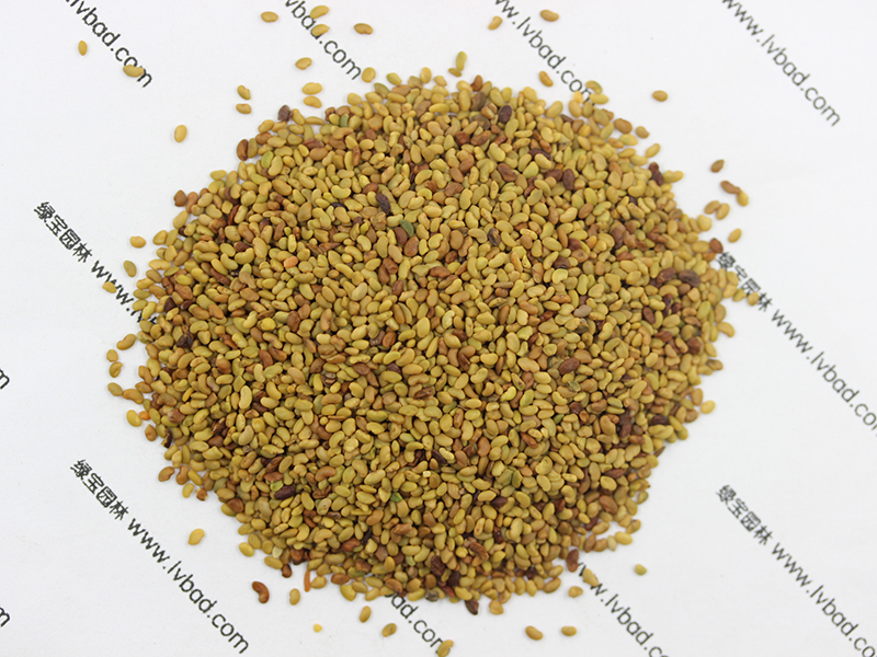 紫花<a href='http://www.njszjj.com/mucaozhongzi/5.html' target='_blank'>苜蓿</a><a href='http://www.njszjj.com/' target='_blank'>種子</a>