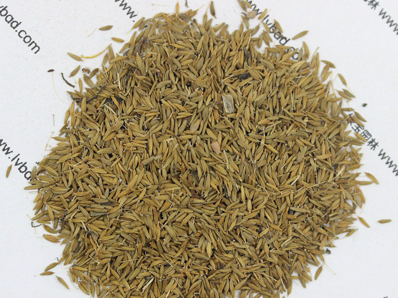 <a href='http://www.njszjj.com/caohuazhongzi/1607.html' target='_blank'>蒲公英種子</a>