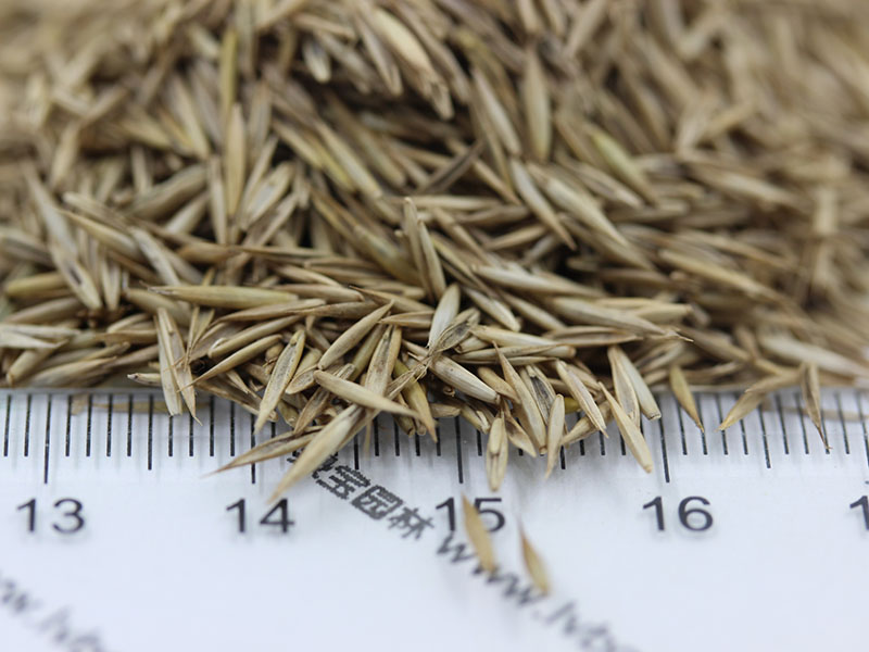 <a href='http://www.njszjj.com/caopingzhongzi/1681.html' target='_blank'>紫羊茅種子</a>