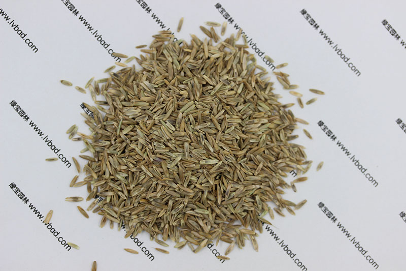 <a href='http://www.njszjj.com/caopingzhongzi/1666.html' target='_blank'>多年生黑麥草種子</a>