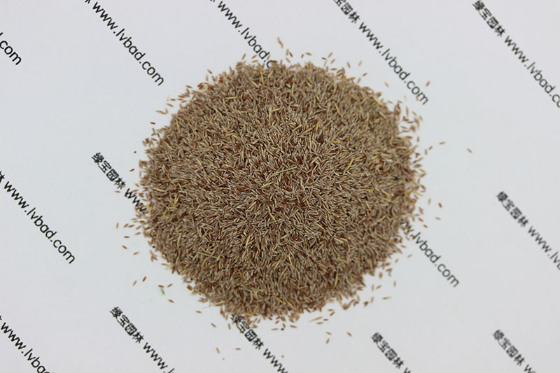<a href='http://www.njszjj.com/caopingzhongzi/1670.html' target='_blank'>剪股穎種子</a>