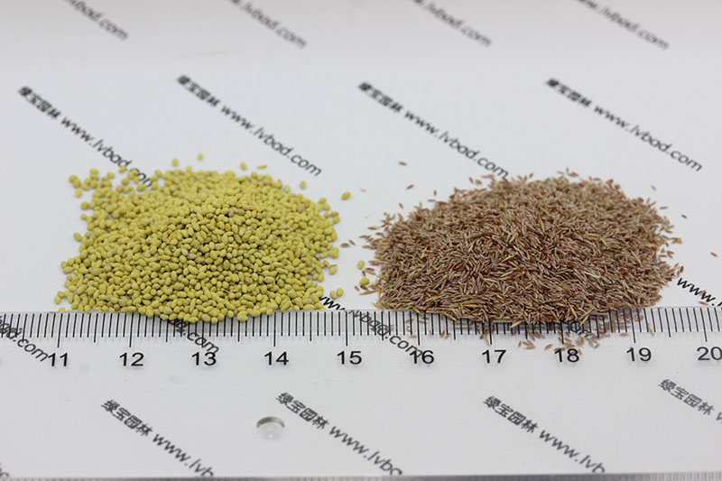 剪股穎包衣<a href='http://www.njszjj.com/' target='_blank'>種子</a>和剪股穎原種對比