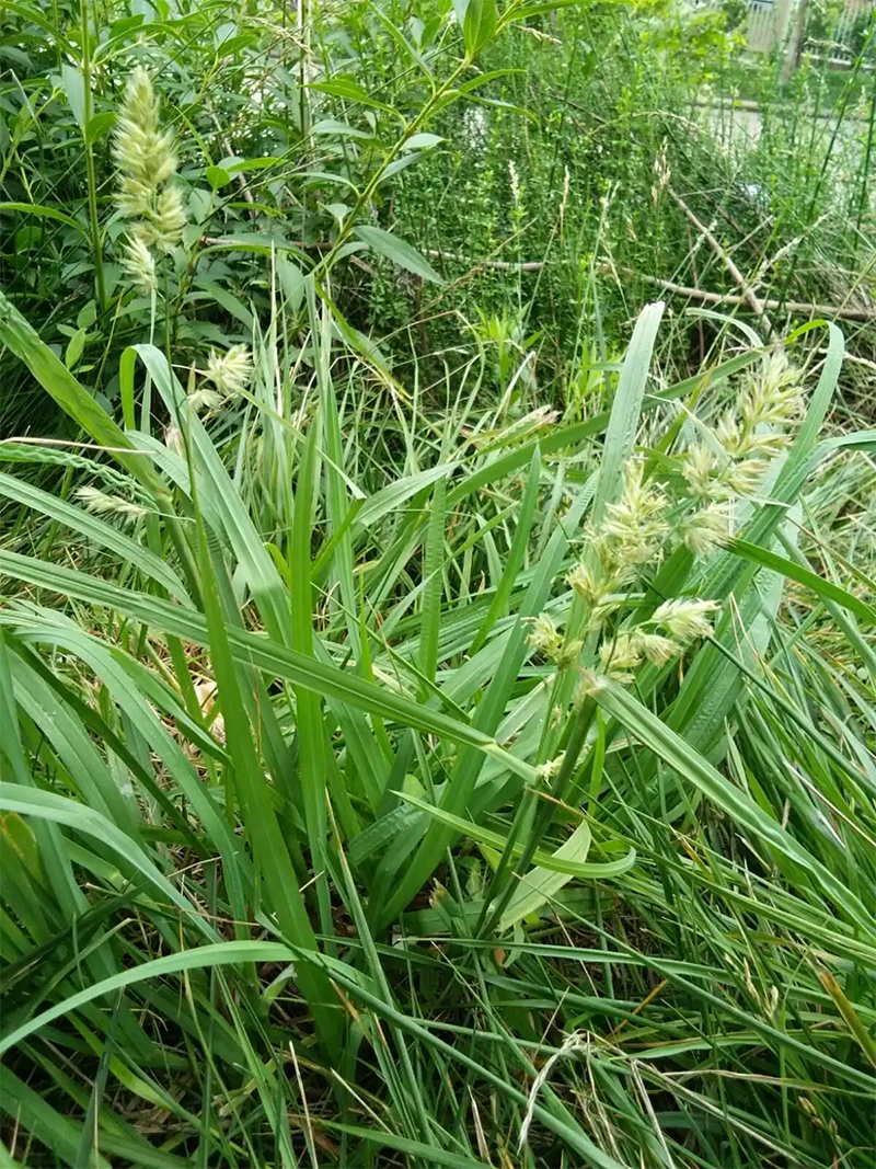 <a href='http://www.njszjj.com/mucaozhongzi/8.html' target='_blank'>鴨茅草</a>葉子和穗