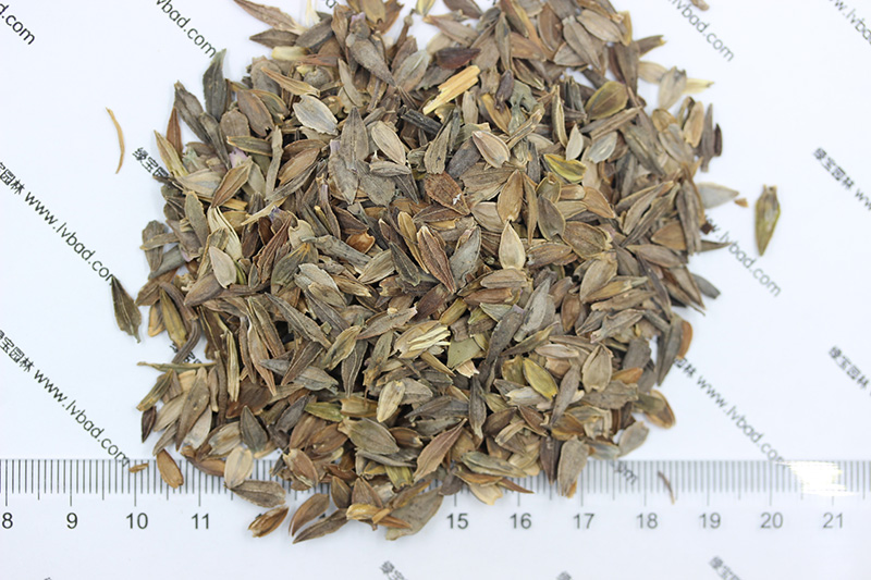 <a href='http://www.njszjj.com/caohuazhongzi/1020.html' target='_blank'>百日草種子</a>