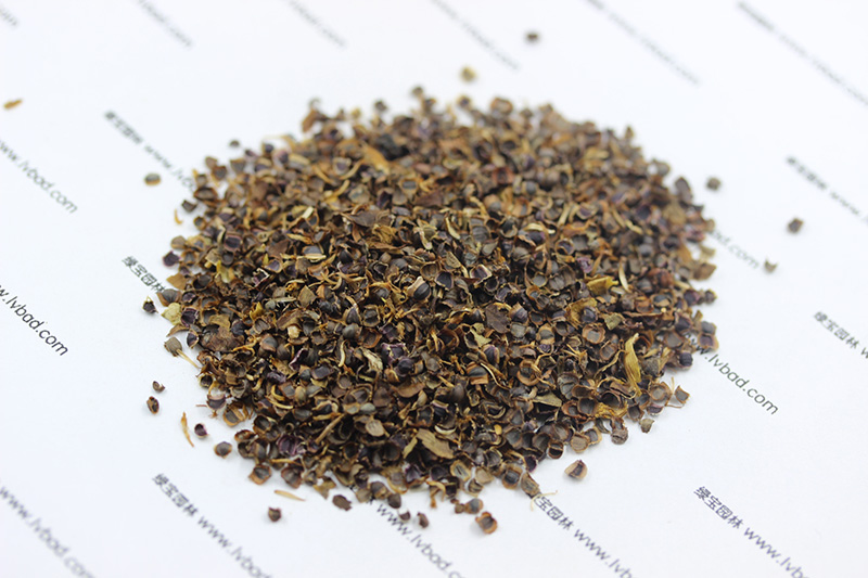 金雞菊<a href='http://www.njszjj.com/' target='_blank'>種子</a>