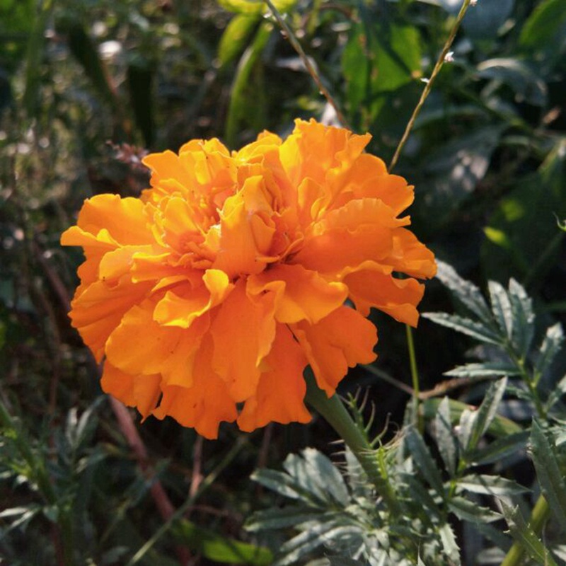 <a href='http://www.njszjj.com/caohuazhongzi/1631.html' target='_blank'>萬壽菊</a>