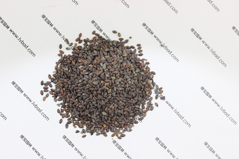 <a href='http://www.njszjj.com/caohuazhongzi/1626.html' target='_blank'>鼠尾草種子</a>