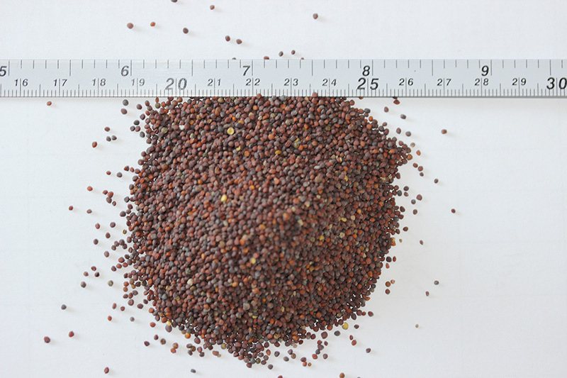 <a href='http://www.njszjj.com/caohuazhongzi/17855.html' target='_blank'>油菜種子</a>
