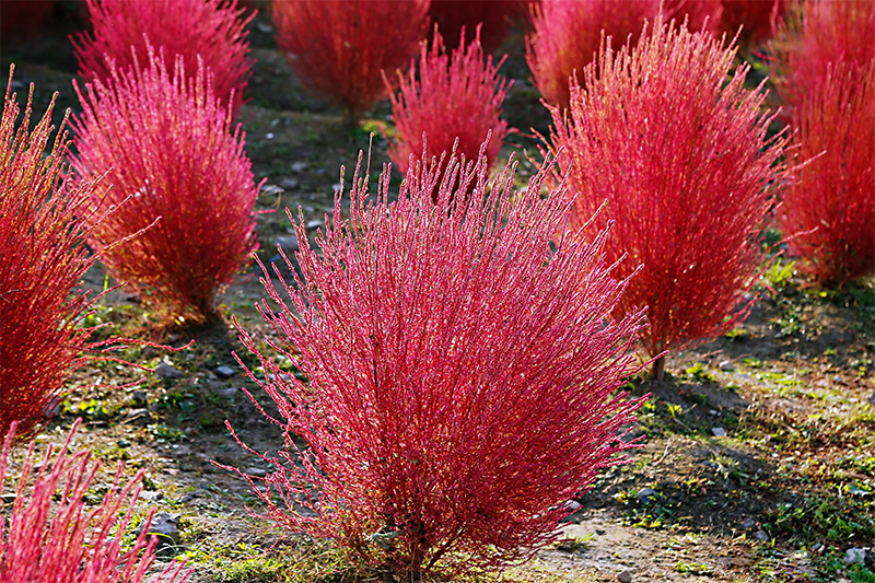 <a href='http://www.njszjj.com/caohuazhongzi/16600.html' target='_blank'>紅葉地膚</a>植株圖片