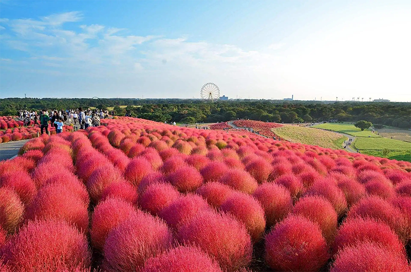 紅葉<a href='http://www.njszjj.com/caohuazhongzi/1041.html' target='_blank'>地膚</a>植株圖片