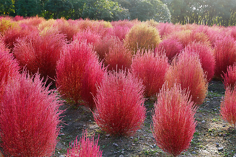 <a href='http://www.njszjj.com/caohuazhongzi/16600.html' target='_blank'>紅葉地膚</a>植株圖片