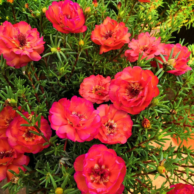 <a href='http://www.njszjj.com/caohuazhongzi/16045.html' target='_blank'>太陽花種子</a>