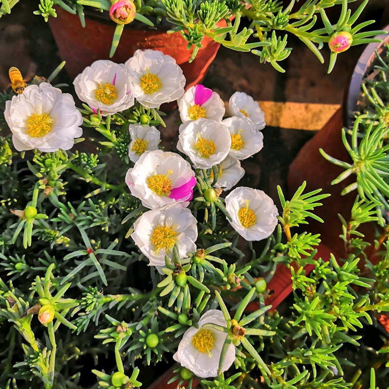 <a href='http://www.njszjj.com/caohuazhongzi/16045.html' target='_blank'>太陽花種子</a>
