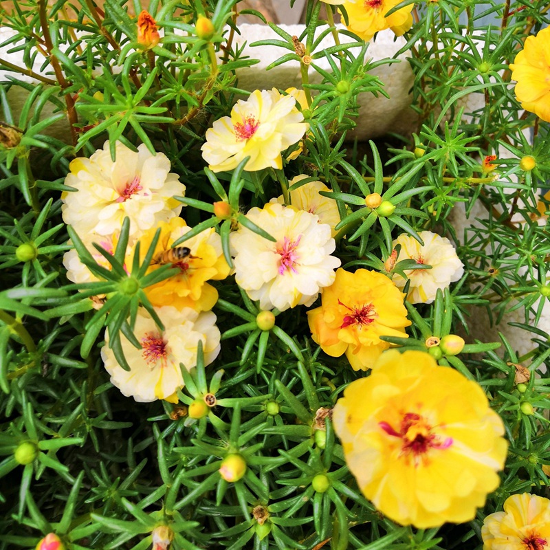 太陽花<a href='http://www.njszjj.com/' target='_blank'>種子</a>
