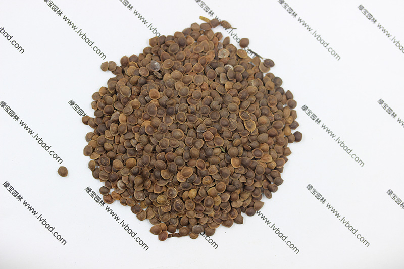 <a href='http://www.njszjj.com/caohuazhongzi/1058.html' target='_blank'>含羞草</a><a href='http://www.njszjj.com/' target='_blank'>種子</a>