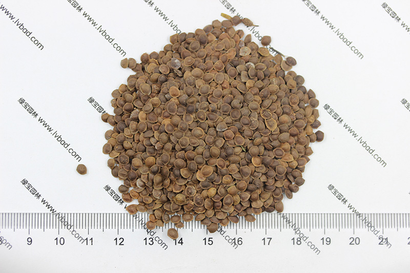 <a href='http://www.njszjj.com/caohuazhongzi/1058.html' target='_blank'>含羞草種子</a>