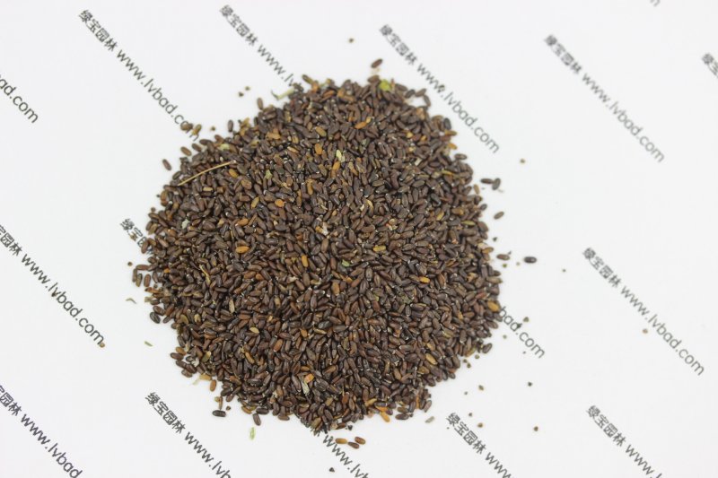 <a href='http://www.njszjj.com/caohuazhongzi/1645.html' target='_blank'>薰衣草</a><a href='http://www.njszjj.com/' target='_blank'>種子</a>