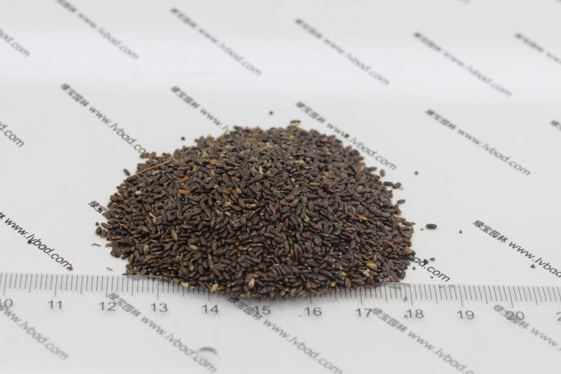 <a href='http://www.njszjj.com/caohuazhongzi/1645.html' target='_blank'>薰衣草種子</a>