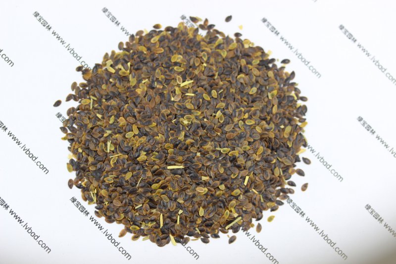 <a href='http://www.njszjj.com/caohuazhongzi/1577.html' target='_blank'>藍(lán)花亞麻</a><a href='http://www.njszjj.com/' target='_blank'>種子</a>