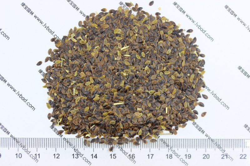 <a href='http://www.njszjj.com/caohuazhongzi/1577.html' target='_blank'>藍(lán)花亞麻種子</a>