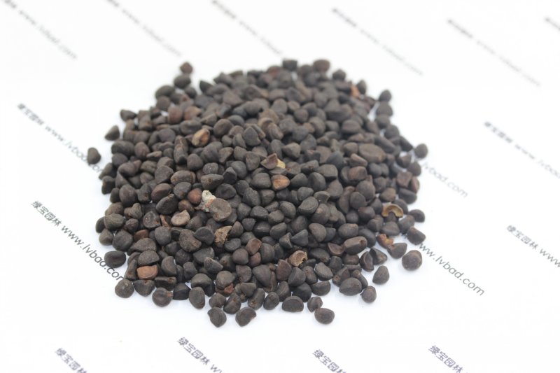 <a href='http://www.njszjj.com/caohuazhongzi/1613.html' target='_blank'>牽牛花</a><a href='http://www.njszjj.com/' target='_blank'>種子</a>