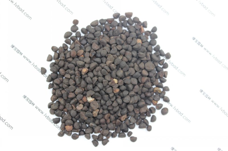 <a href='http://www.njszjj.com/caohuazhongzi/1613.html' target='_blank'>牽?；ǚN子</a>
