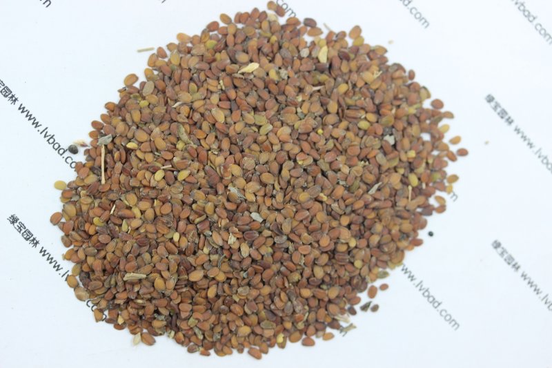 <a href='http://www.njszjj.com/caohuazhongzi/1050.html' target='_blank'>蜂室花種子</a>