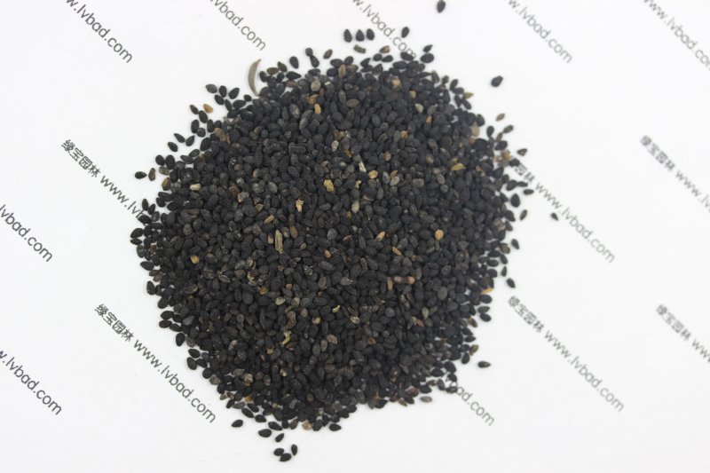 <a href='http://www.njszjj.com/caohuazhongzi/1061.html' target='_blank'>黑種草種子</a>