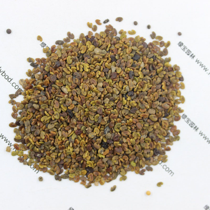 <a href='http://www.njszjj.com/yaocaizhongzi/2335.html' target='_blank'>紅花</a>草<a href='http://www.njszjj.com/' target='_blank'>種子</a>