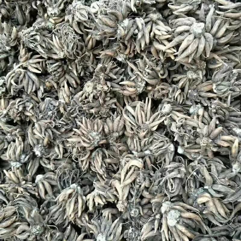 <a href='http://www.njszjj.com/caohuazhongzi/16088.html' target='_blank'>花毛茛種球</a>種苗