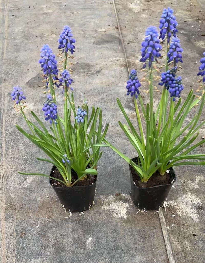 風(fēng)信子 風(fēng)信子